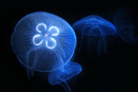 法国最大核电站因水母入侵导致停运 水母为什么爱逛火电厂?