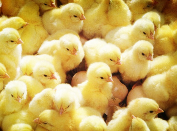 山东鸡苗价格1个月暴涨超300% 为什么山东鸡苗价格短时间内暴涨