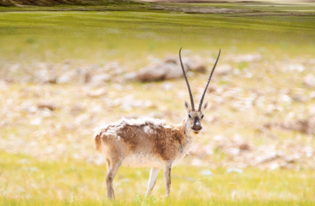 可可西里无人区来了一只机器藏羚羊 全球首只机器“藏羚羊”诞生!