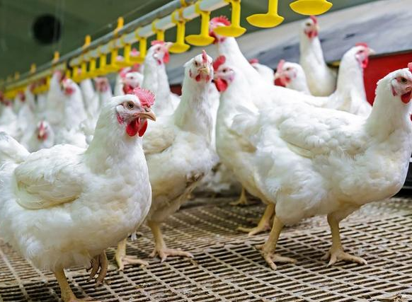 山东鸡苗价格1个月暴涨超300% 为什么山东鸡苗价格短时间内暴涨