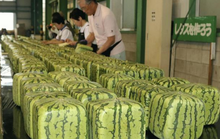 日本进口方形西瓜1个卖2999元 和普通西瓜一个味 日本进口方形西瓜1个卖2999元 和普通西瓜一个味