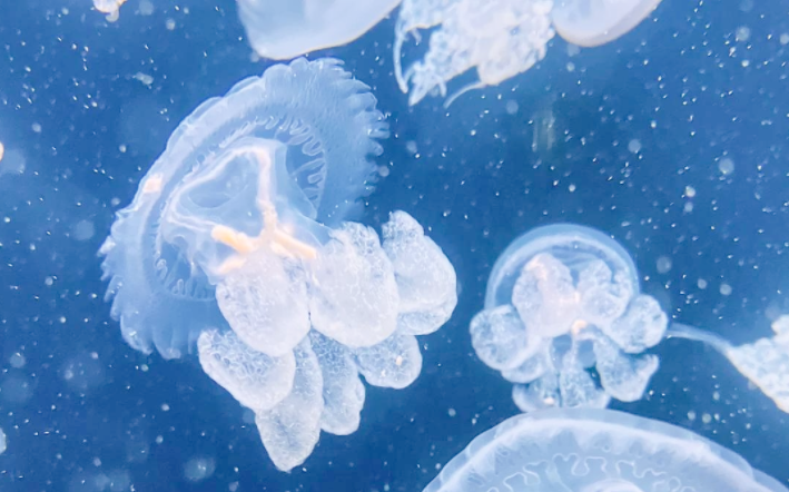 法国最大核电站因水母入侵导致停运 水母为什么爱逛火电厂?