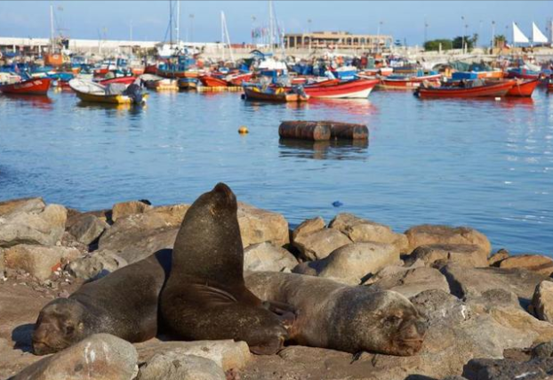 智利7月通胀数据意外“糟糕” 智利央行降息添变数 智利7月通胀数据意外“糟糕” 智利央行降息添变数