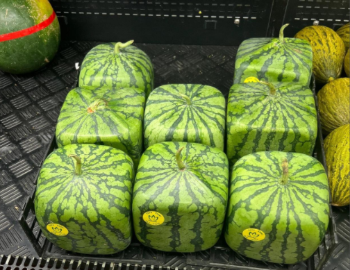 日本进口方形西瓜1个卖2999元 和普通西瓜一个味 日本进口方形西瓜1个卖2999元 和普通西瓜一个味