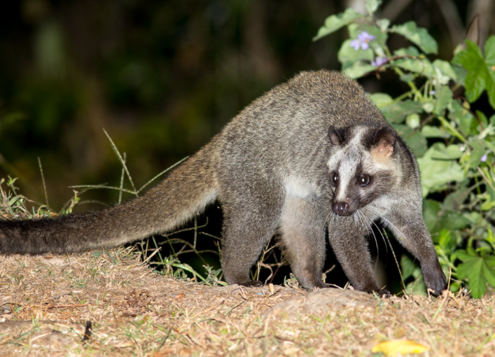 女子家门口遭果子狸袭击 被果子狸咬伤要打狂犬病疫苗吗