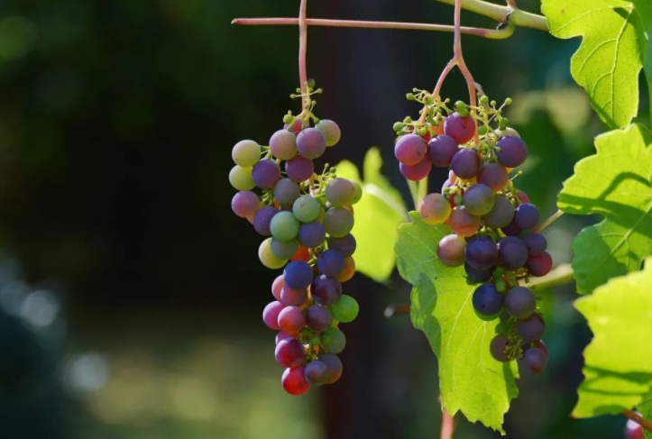 末伏排肾寒的最佳时机一定要抓住&nbsp;末伏如何排肾寒