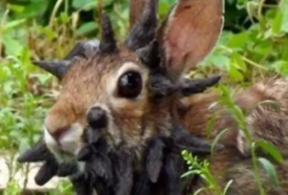 “变种怪兔”入侵美国一社区 美国惊现“长黑触手”兔子