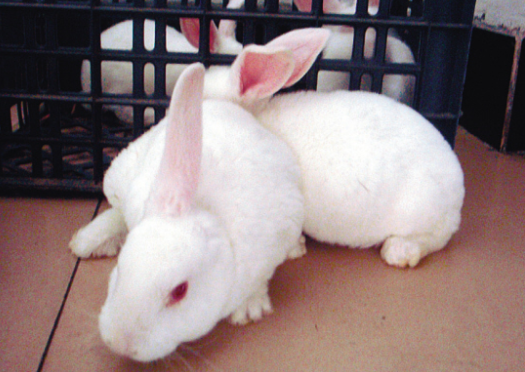 “变种怪兔”入侵美国一社区 美国惊现“长黑触手”兔子