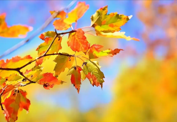 秋三月要像鸡一样生活!秋三月养生指南2025 秋三月要像鸡一样生活!秋三月养生指南2025