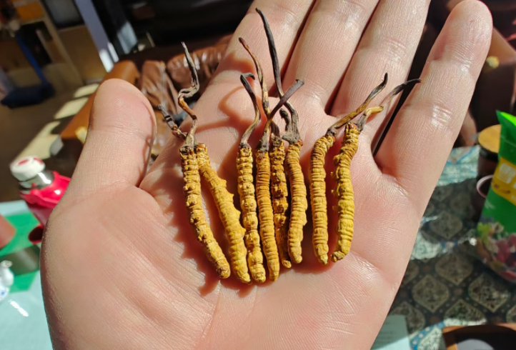 冬虫夏草有中毒风险吗(冬虫夏草是不是保健品呢)