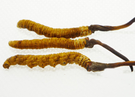 冬虫夏草的中毒风险&nbsp;冬虫夏草不是保健品