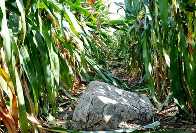 “全国最矮的山”火了 高0.6米的山就在山东 “全国最矮的山”火了 高0.6米的山就在山东