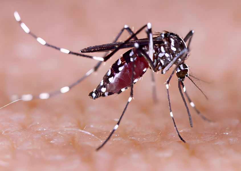 全球“最毒”的蚊子为何批量北上？北方蚊媒病风险骤增！