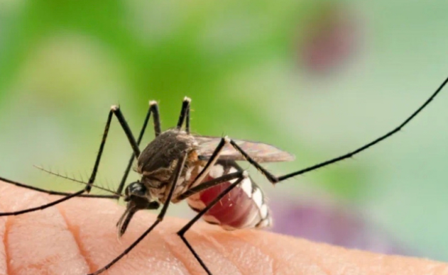 全球“最毒”的蚊子为何批量北上 北方蚊媒病风险骤增