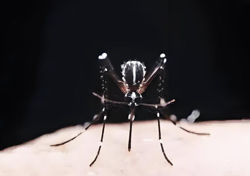 全球“最毒”的蚊子为何批量北上？北方蚊媒病风险骤增！