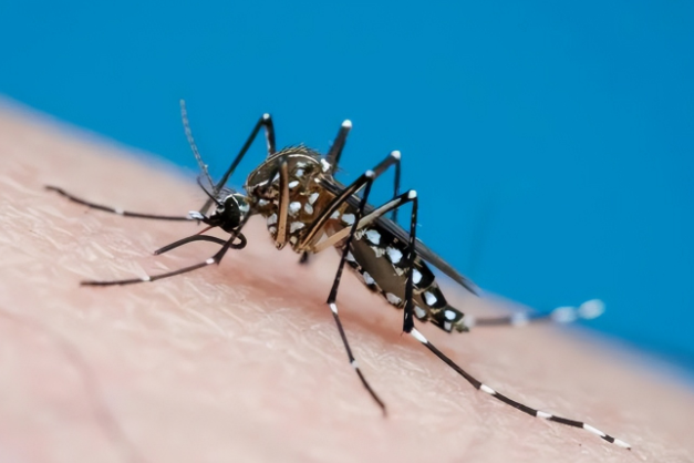 佛山新增基孔肯雅热确诊病例17例!如何预防基孔肯雅热? 佛山新增基孔肯雅热确诊病例17例!如何预防基孔肯雅热?