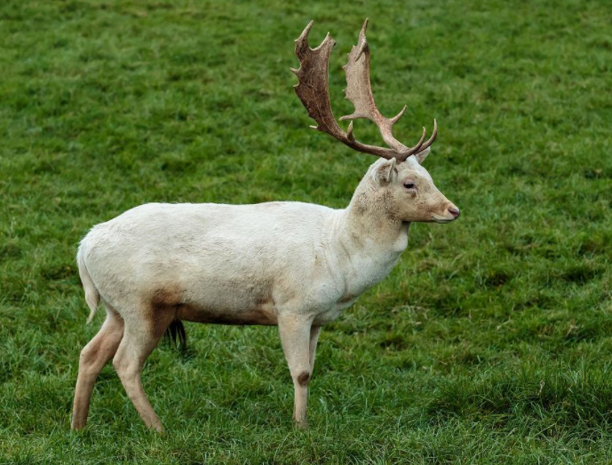 继僵尸松鼠触手兔后 美国又现变异鹿 继僵尸松鼠触手兔后 美国又现变异鹿
