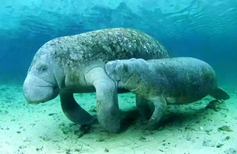 全球最古老海洋哺乳动物现身南海 2022年被宣布在中国大陆沿海功能性灭绝 全球最古老海洋哺乳动物现身南海 2022年被宣布在中国大陆沿海功能性灭绝