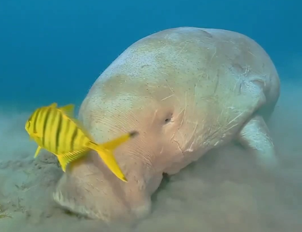 全球最古老海洋哺乳动物现身南海 永暑礁海域首次发现儒艮的持续活动踪迹 全球最古老海洋哺乳动物现身南海 永暑礁海域首次发现儒艮的持续活动踪迹