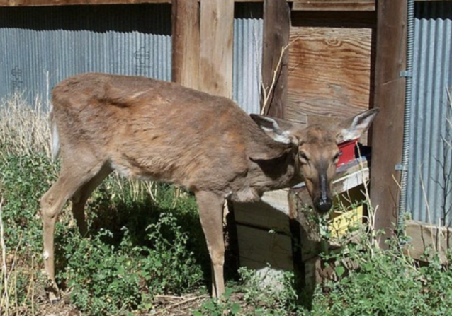 继僵尸松鼠触手兔后 美国又现变异鹿 继僵尸松鼠触手兔后 美国又现变异鹿