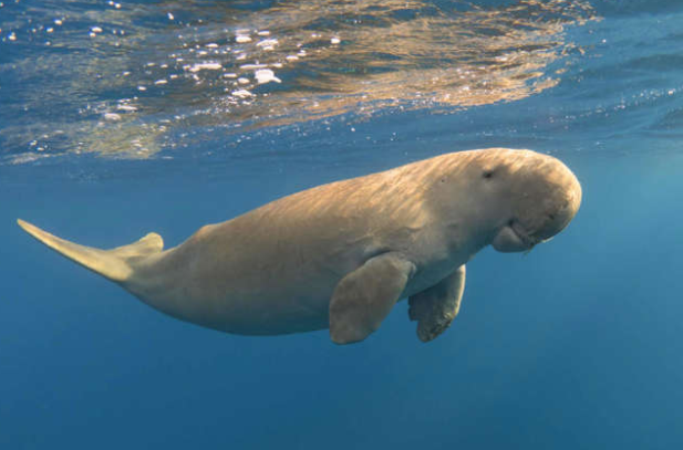 全球最古老海洋哺乳动物现身南海 2022年被宣布在中国大陆沿海功能性灭绝 全球最古老海洋哺乳动物现身南海 2022年被宣布在中国大陆沿海功能性灭绝