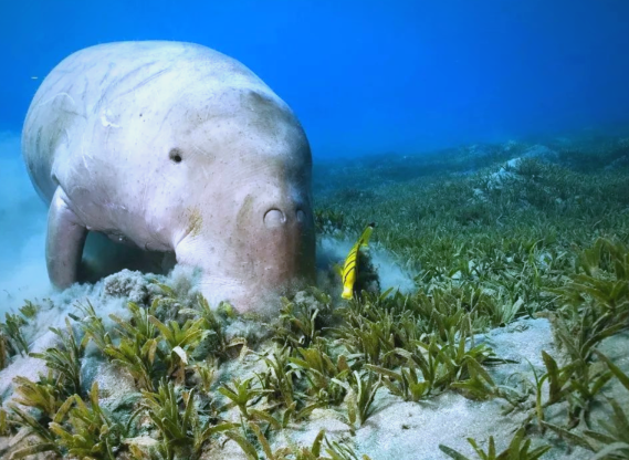 全球最古老海洋哺乳动物现身南海 永暑礁海域首次发现儒艮的持续活动踪迹 全球最古老海洋哺乳动物现身南海 永暑礁海域首次发现儒艮的持续活动踪迹