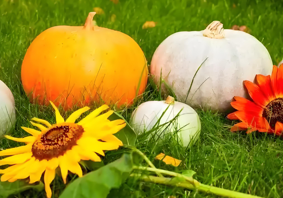 “处暑吃一瓜，活到九十八”！处暑入秋后多吃这瓜，老少都受益！