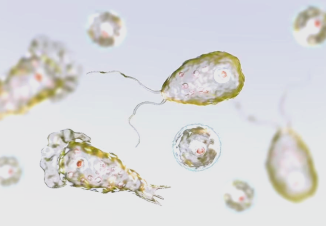 如何辨别和防范“食脑虫”感染 玩水如何避开致命威胁?