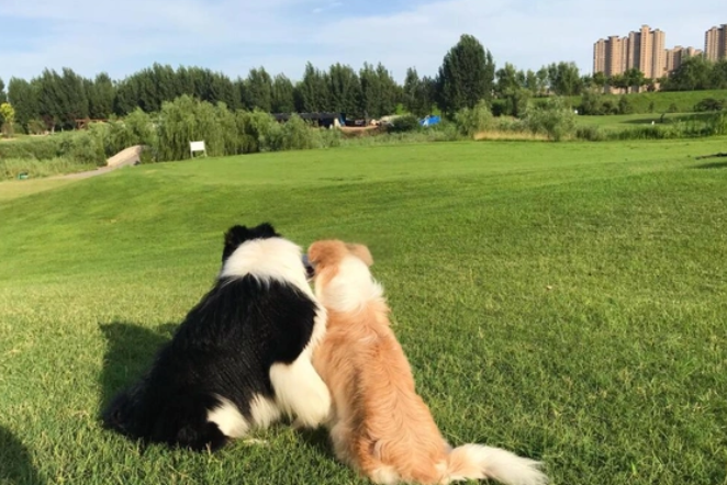 医生谈宠物防晒服走红 携宠出行高温减少外出是关键