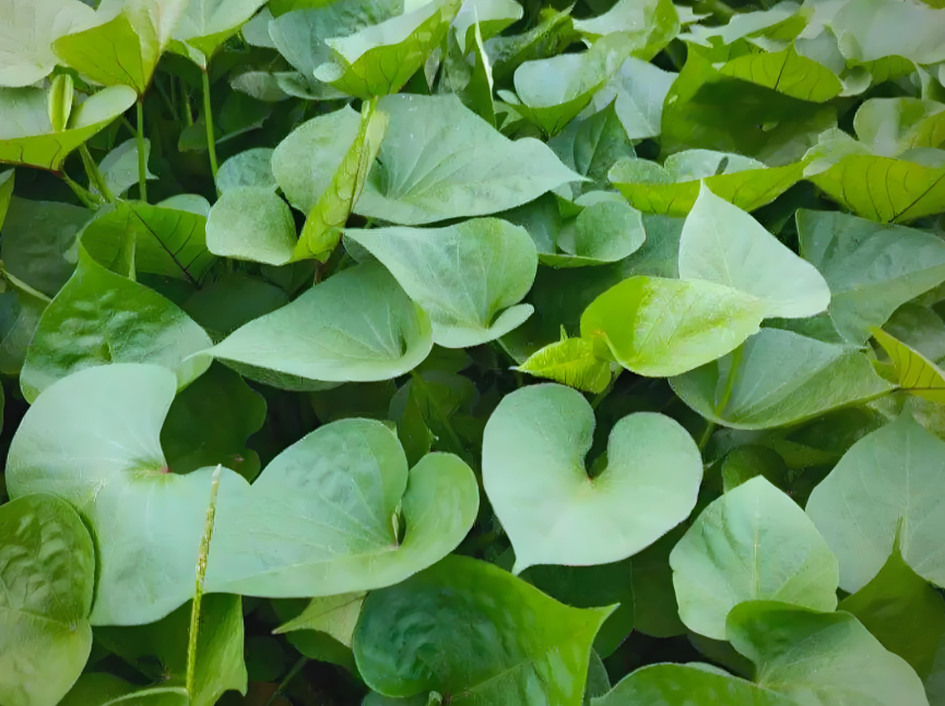 秋天中老年人要多吃红薯叶!红薯叶叶酸是芹菜24倍,常吃强壮筋骨身体好! 秋天中老年人要多吃红薯叶!红薯叶叶酸是芹菜24倍,常吃强壮筋骨身体好!