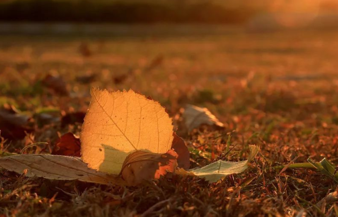一到秋天就emo可能患上悲秋综合征 化解“悲秋心情”有方法 一到秋天就emo可能患上悲秋综合征 化解“悲秋心情”有方法