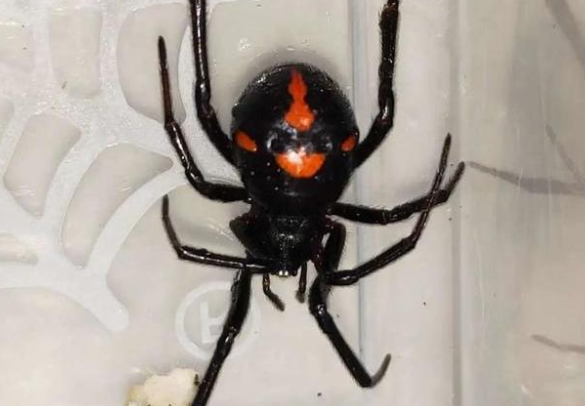 男子遭罕见怪肥腹蛛咬伤 毒性近似黑寡妇记住救命四步