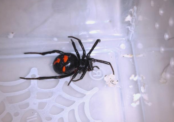 男子遭罕见怪肥腹蛛咬伤 毒性近似黑寡妇记住救命四步