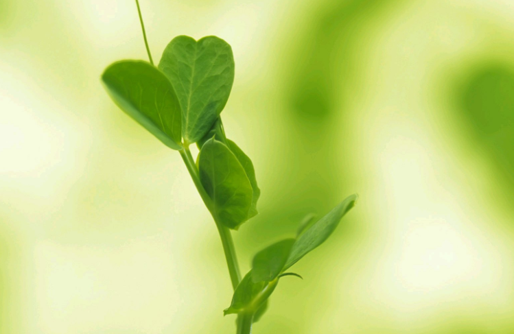 手机护不护眼为何都在看黑条(手机护眼模式到底护不护眼) 手机护不护眼为何都在看黑条(手机护眼模式到底护不护眼)