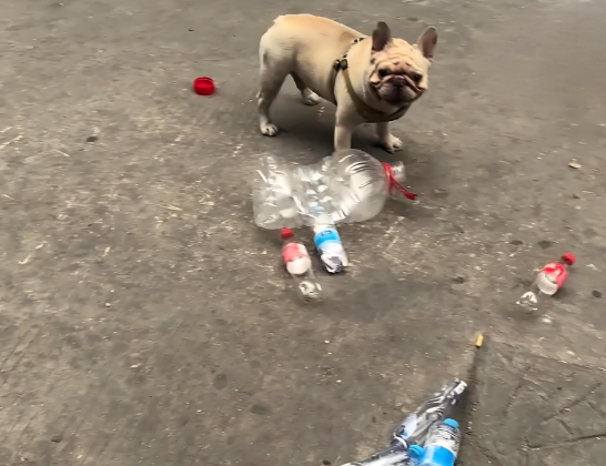 广州5岁半小狗5年捡瓶攒下万元存款！狗狗捡瓶子5年存了1万多！