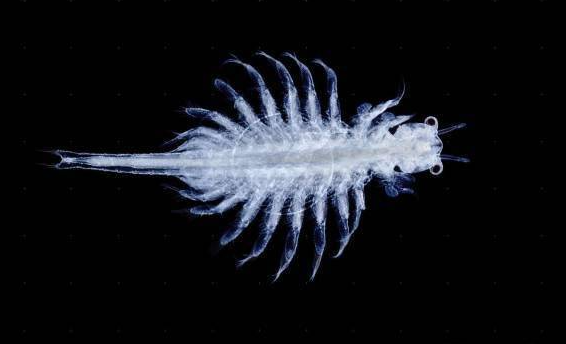 新疆沙漠首次发现盐水丰年虾 盐水丰年虾为什么能在新疆沙漠生存