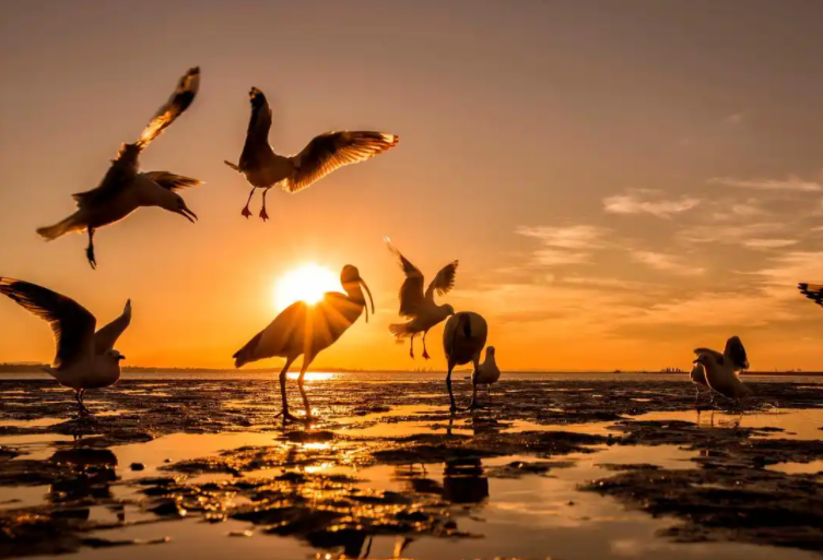 四川绵竹现“万鸟归巢”奇观 鸟群年年赴约 四川绵竹现“万鸟归巢”奇观 鸟群年年赴约