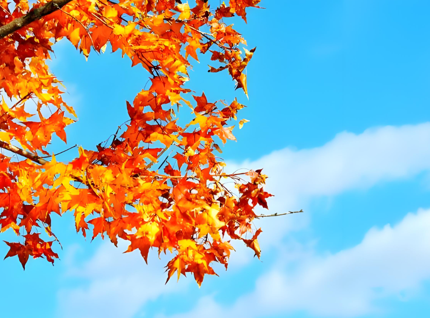 初秋、仲秋和晚秋分别应该如何调养?秋季“分段”调养指南来了 初秋、仲秋和晚秋分别应该如何调养?秋季“分段”调养指南来了