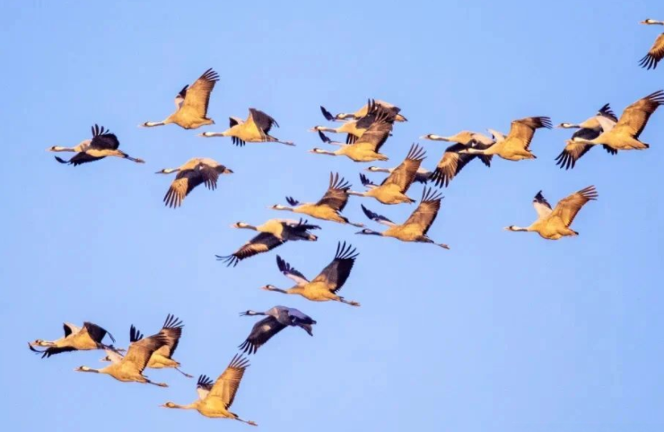 四川绵竹现“万鸟归巢”奇观 鸟群年年赴约 四川绵竹现“万鸟归巢”奇观 鸟群年年赴约