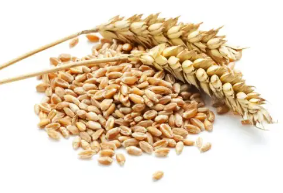 麸质敏感会导致备孕多年无果?麸质敏感容易反复胎停吗?