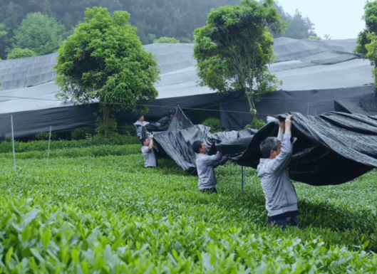 贵州小县城让抹茶快没日本什么事了 预计2026年贵州抹茶产量将成为世界第一 贵州小县城让抹茶快没日本什么事了 预计2026年贵州抹茶产量将成为世界第一