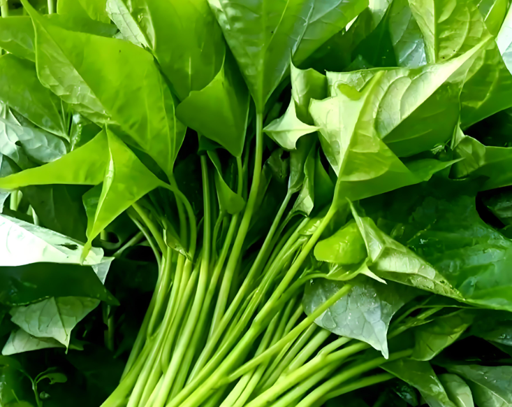 入秋后少吃空心菜多吃红薯叶!一通便,二排毒,三养颜,红薯叶全身都是宝! 入秋后少吃空心菜多吃红薯叶!一通便,二排毒,三养颜,红薯叶全身都是宝!