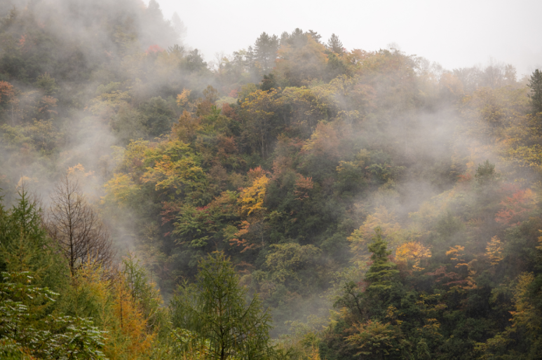 秋天开车警惕“流动隐患” 秋季雾天安全行车必看