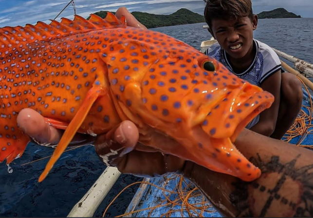 渔民钓到罕见锦鲨!亮橙色皮肤白色眼睛全球首例 渔民钓到罕见锦鲨!亮橙色皮肤白色眼睛全球首例