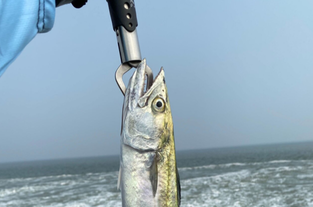 男子钓上鲅鱼后被鱼反咬一口 秋天当心被海鱼咬伤