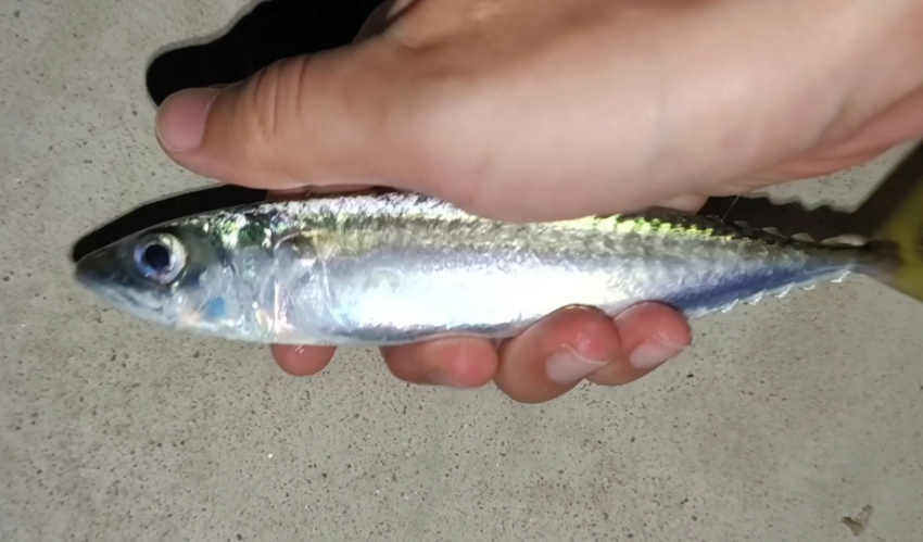 男子钓上鲅鱼后被鱼反咬一口 秋天当心被海鱼咬伤