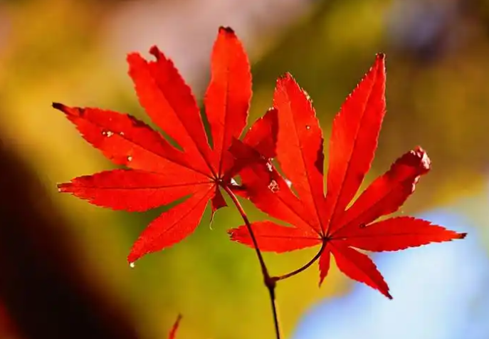 降水偏多气温偏高!湖北秋季气候趋势预测出炉