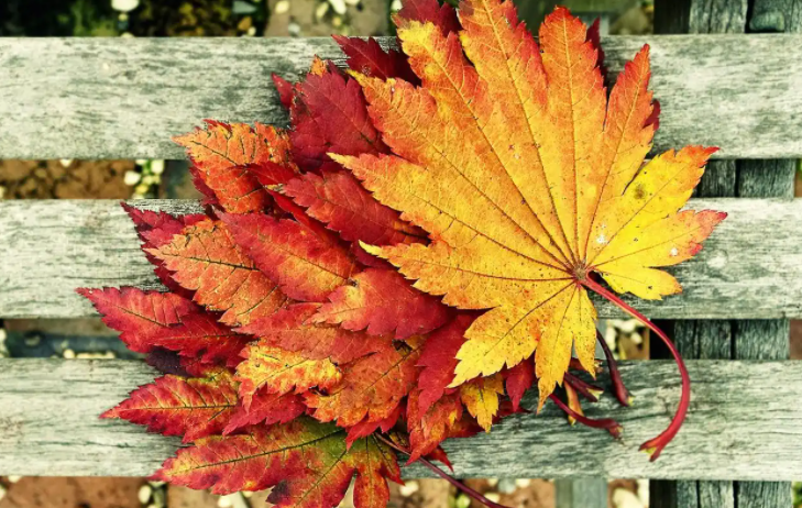 降水偏多气温偏高!湖北秋季气候趋势预测出炉