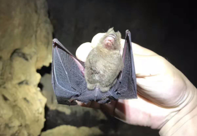 女子徒手抓蝙蝠不幸被咬伤手部肿胀 被蝙蝠咬到需要打针吗