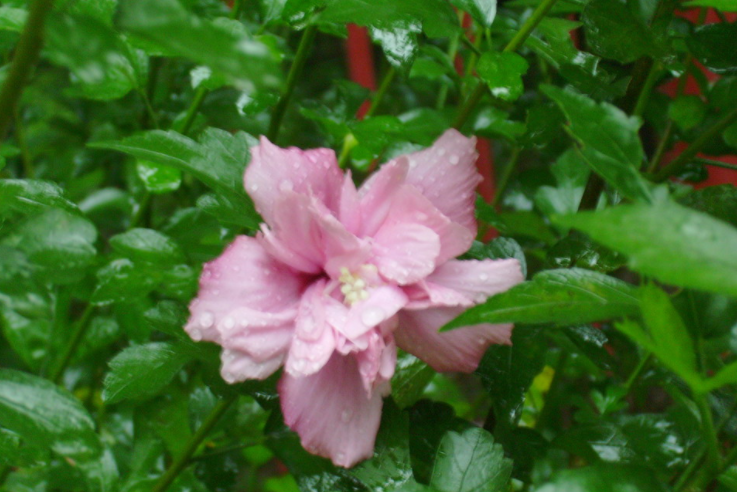华西秋雨较常年偏早8天开启 未来十天华西地区雨日增多